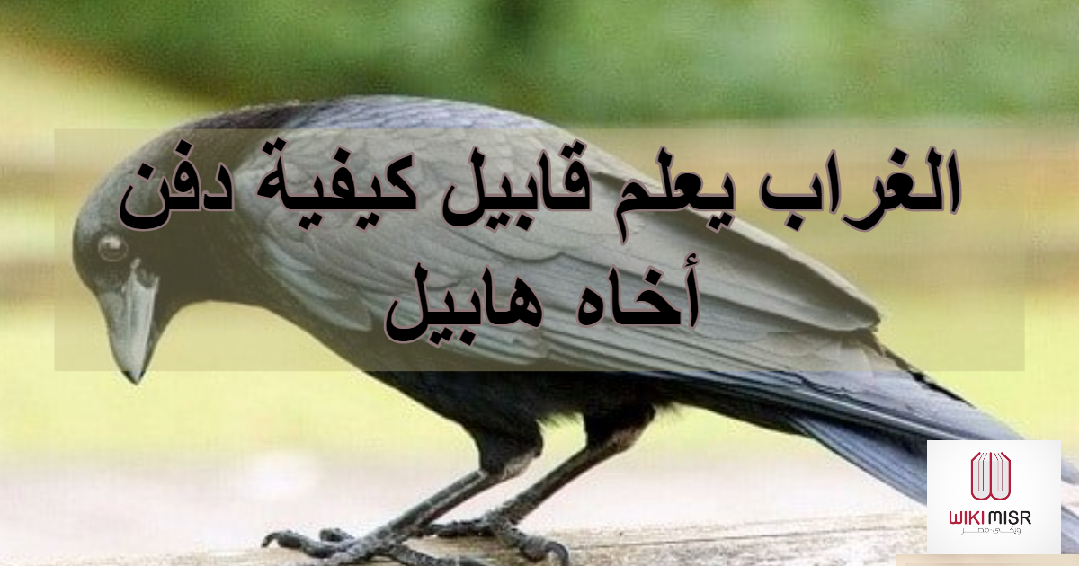 الغراب يعلم قابيل كيفية دفن أخاه هابيل - قصة قابيل وهابيل
