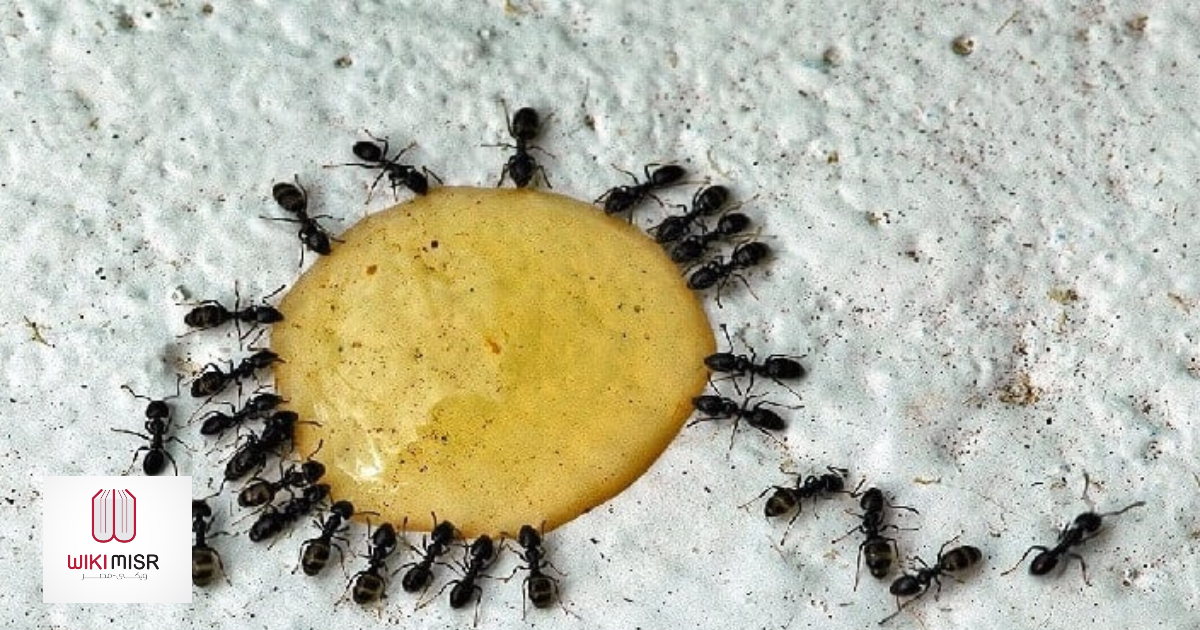 طريقة التخلص من النمل في المنزل بأسهل الطرق الطبيعية