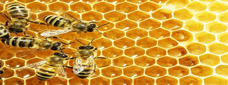 فوائد عسل النحل