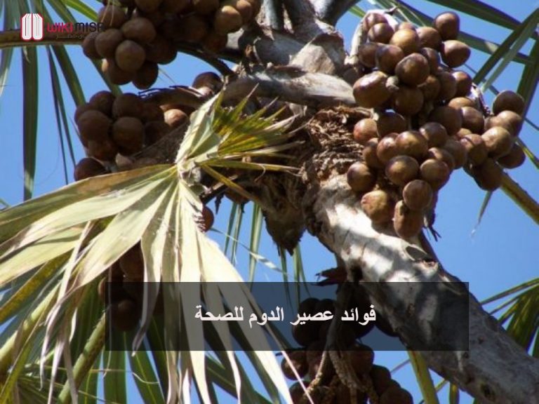 فوائد عصير الدوم في علاج ارتفاع ضغط الدم | ويكي مصر