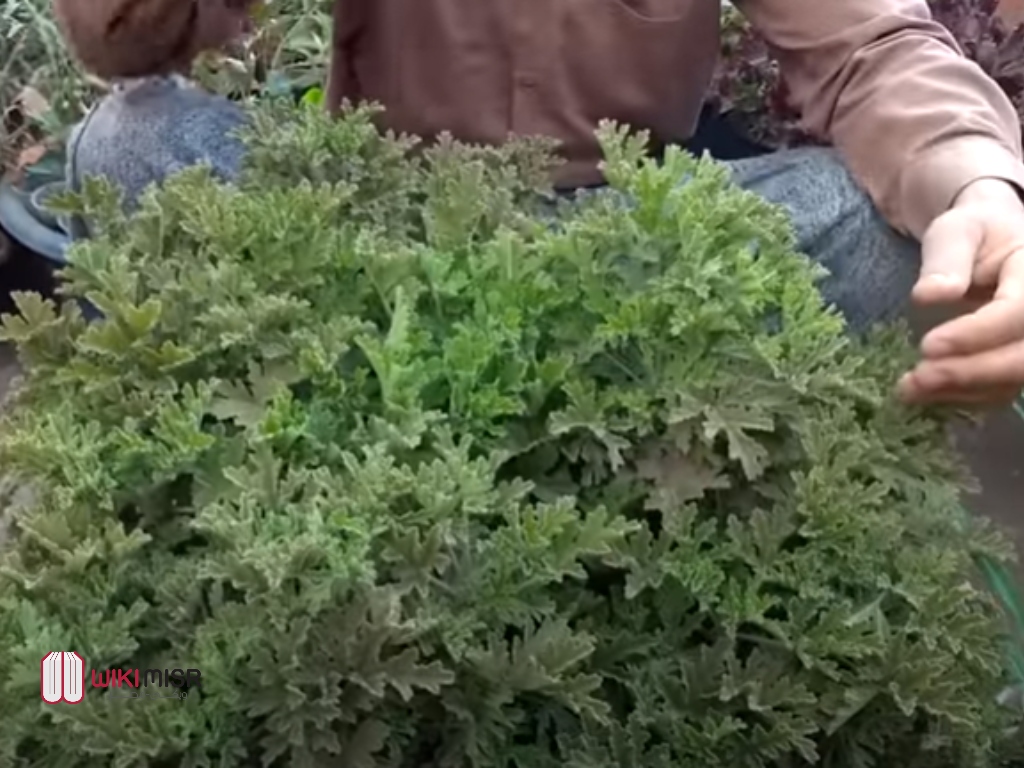 فوائد زيت العتر أسرع طريقة طبيعية لطرد الناموس ويكي مصر
