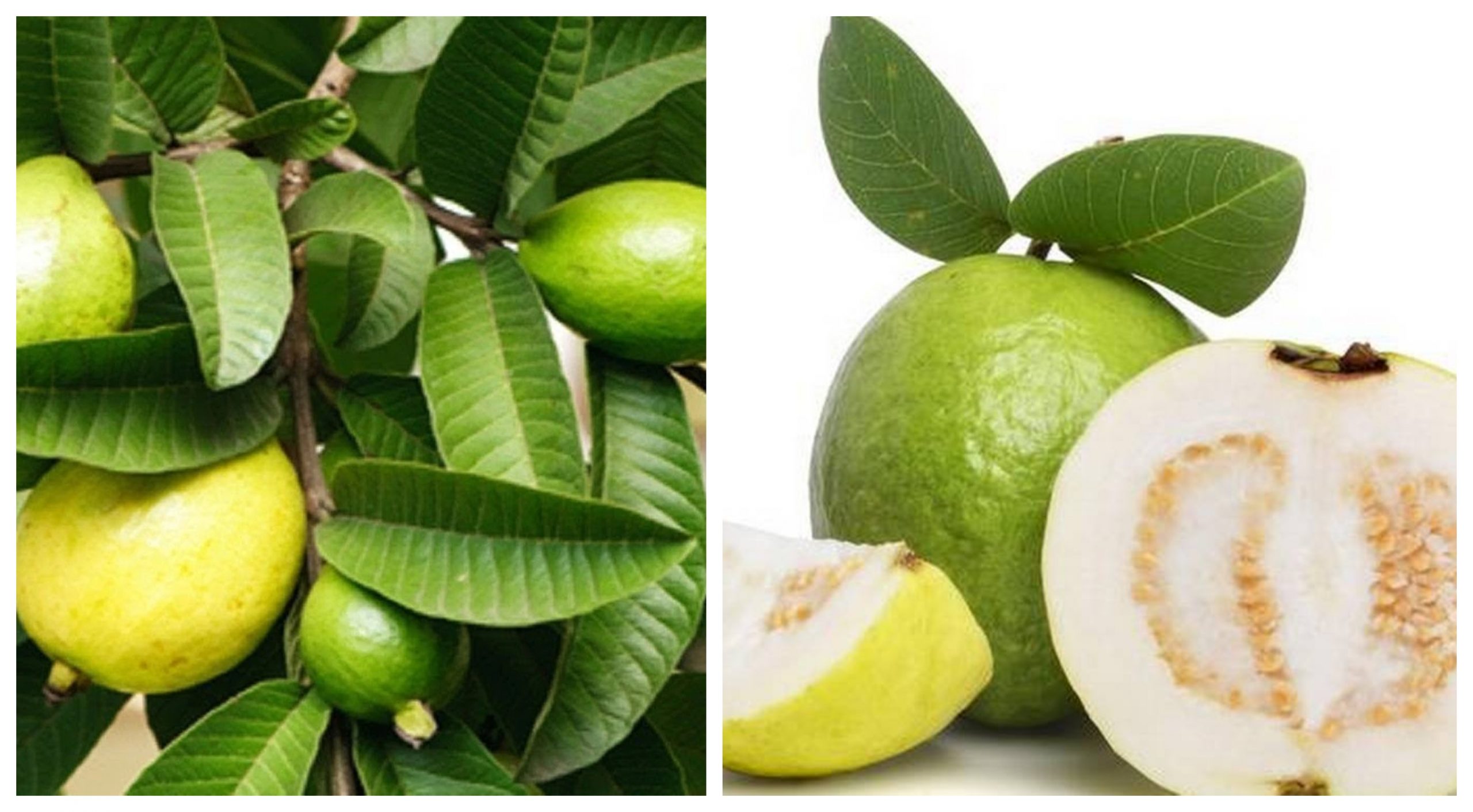 فوائد صحية وجمالية لتناول أوراق الجوافة