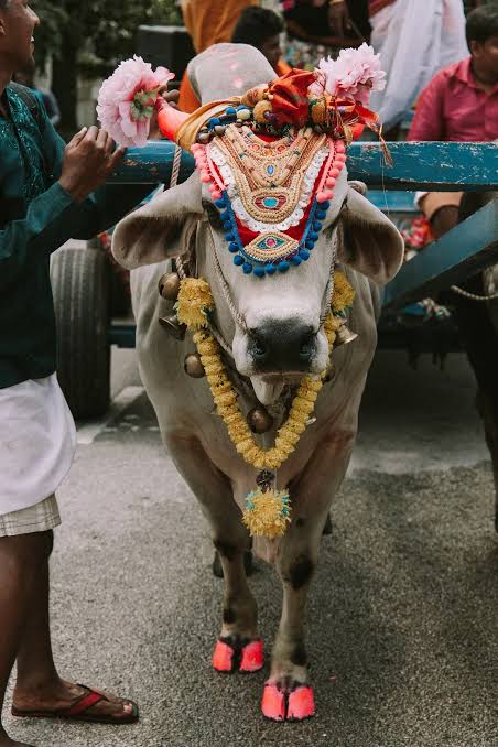البقر في الهند