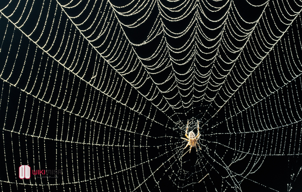 كيف ينتج العنكبوت الحرير وسرّ لزوجته وقوته الفولاذية؟ ولماذا لا يستخدمه الإنسان تجاريًا؟