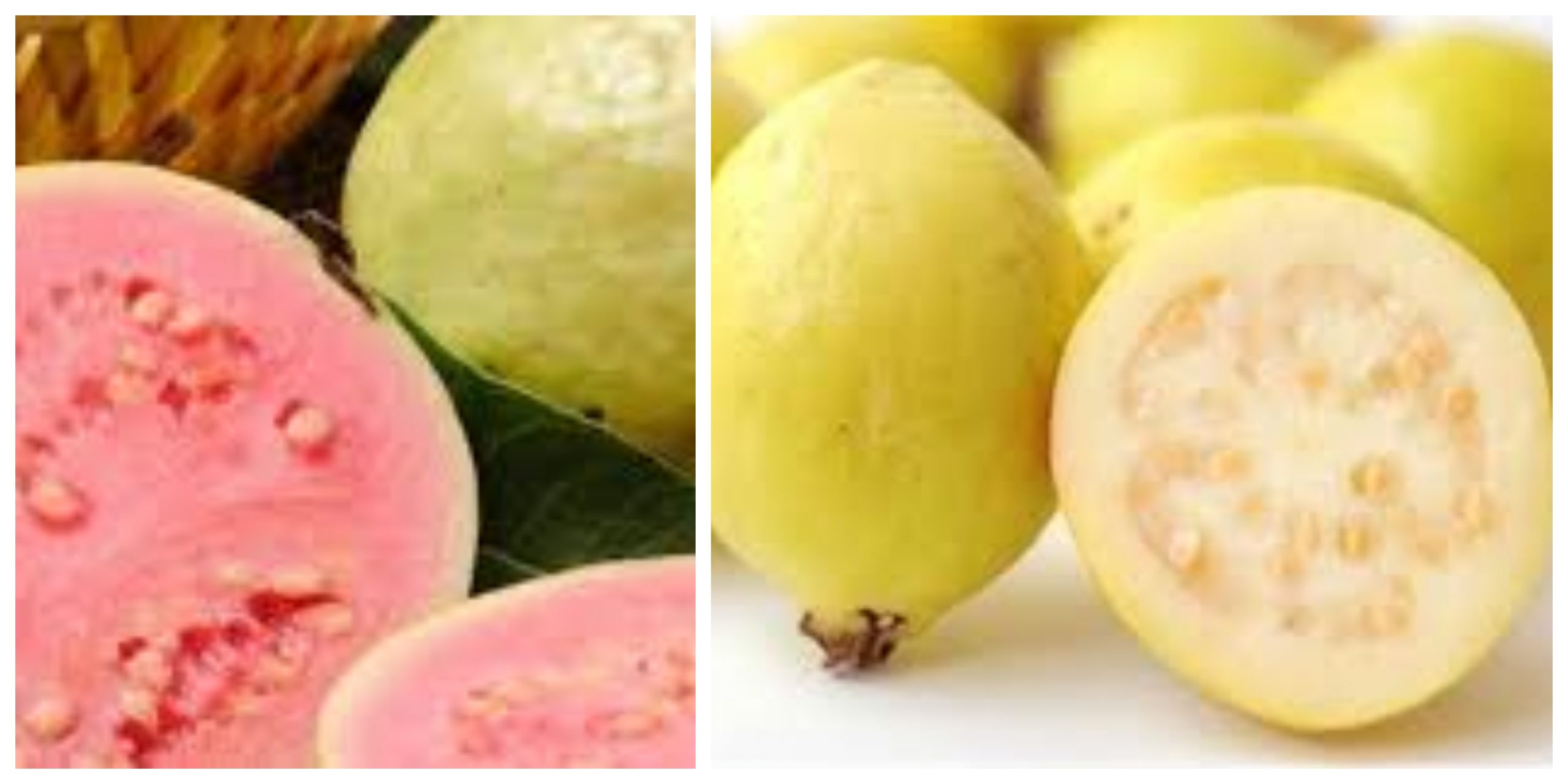الجوافة تقلل من احتمالية الإصابة بالسرطان