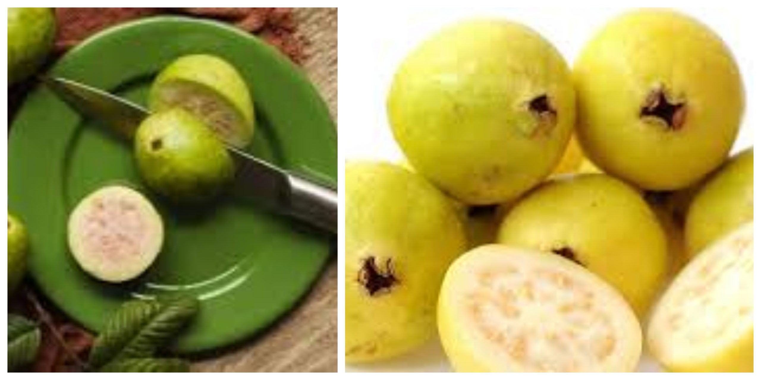 الفوائد الصحية لتناول ثمار الجوافة