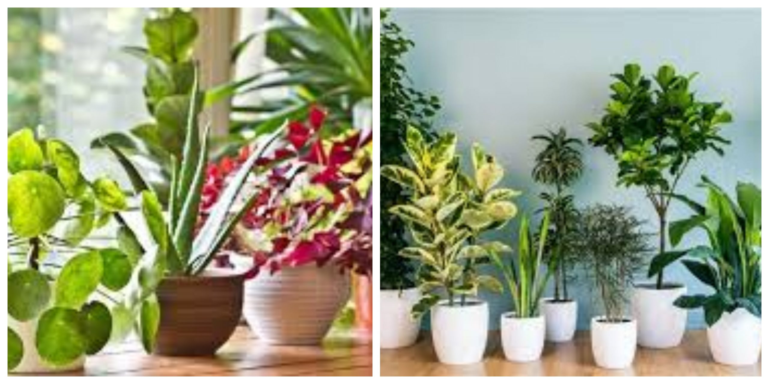  8 نباتات منزلية يمكنها أن تحقق لك فوائد صحية مذهلة