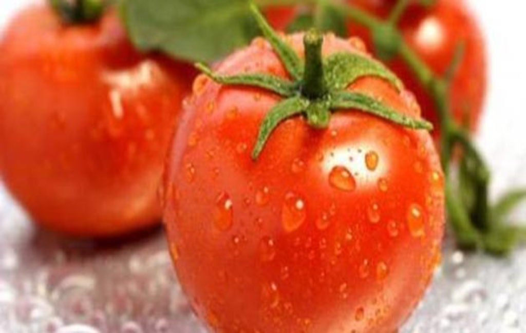 مواعيد زراعة الطماطم في مصر