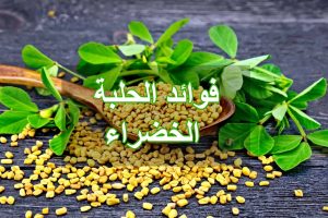 فوائد الحلبة الخضراء للنساء بعد الولادة