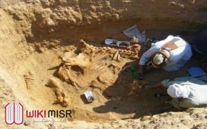 جزء من العظام التى عثرت عليها بعثة "فرايدمان".