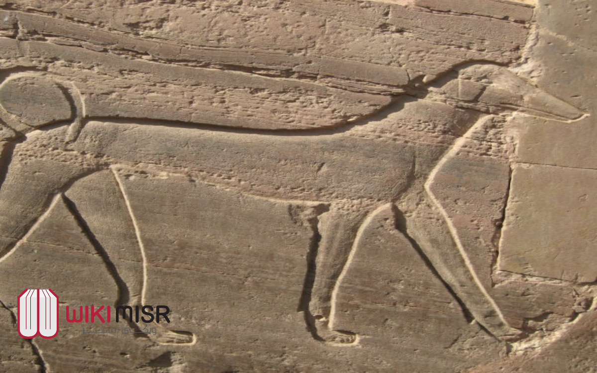 الكلب السلوقي في مصر القديمة
