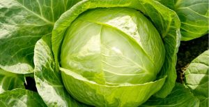فوائد الكرنب يساعد على التخسيس وإنقاص الوزن