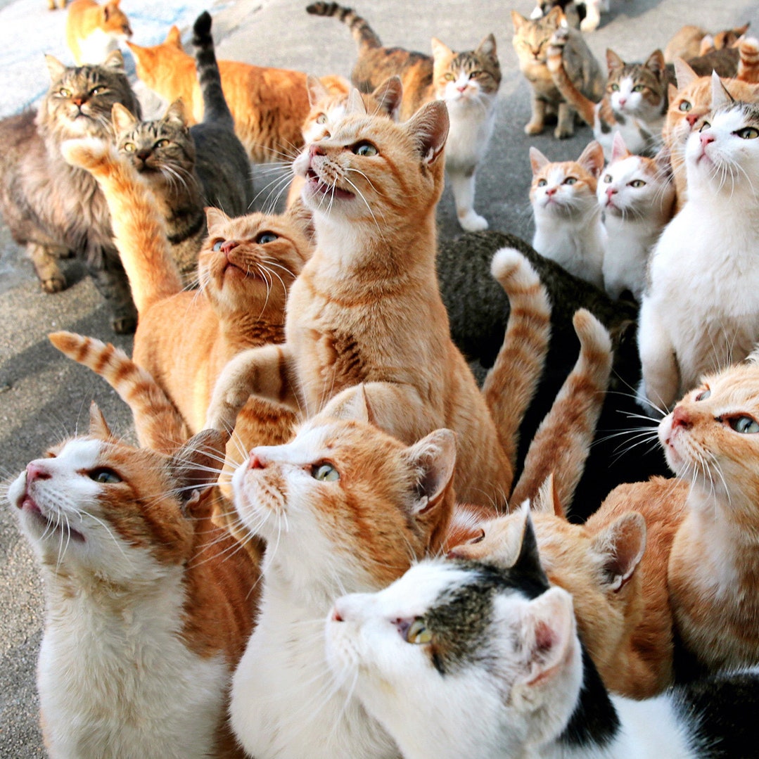 صور قطط كيوت | ويكي مصر