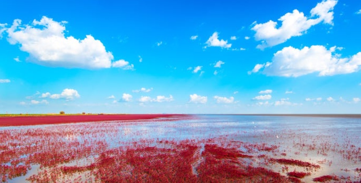 الشاطئ الأحمر – الصين