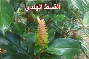 القسط الهندي