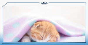 أفضل صور قطط صغيرة ستغير عالمك إلى الأفضل