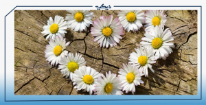 قلوب الأزهار والأشجار