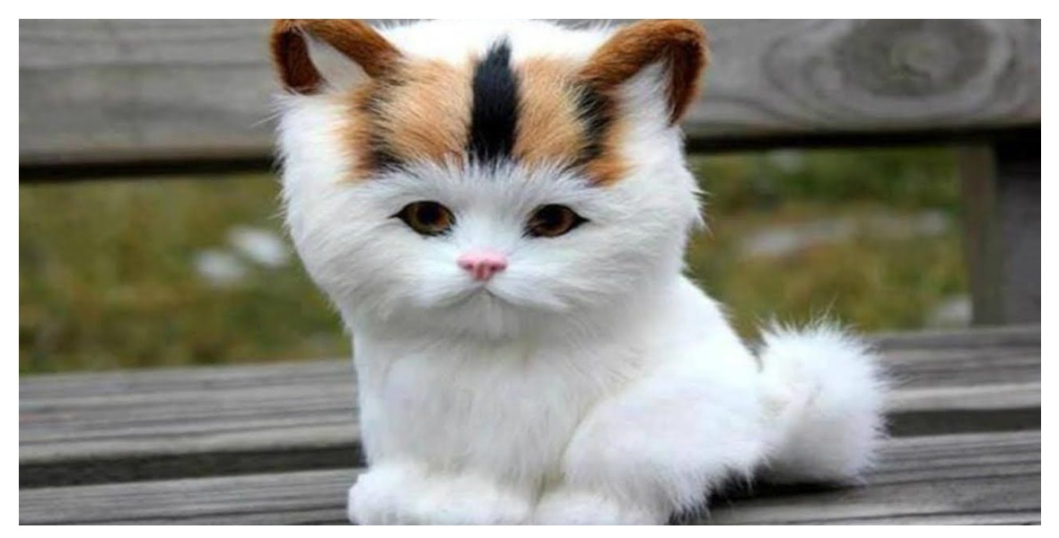 صور قطط كيوت ويكي مصر