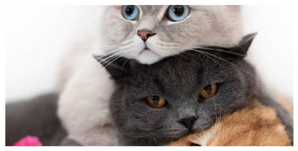 صور قطط كيوت ويكي مصر Wikimisr