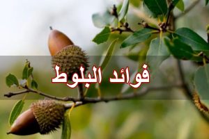 فوائد البلوط