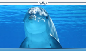 قروش في البحر