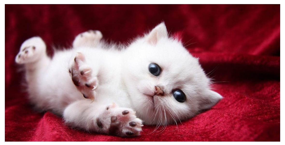 قطط جميلة بيضاء 