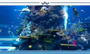 كهوف الماء
