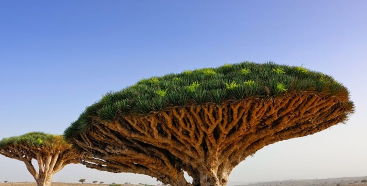 نباتات سقطرى – اليمن