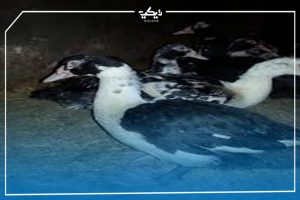 مشروع تربية البط المسكوفي في البيت