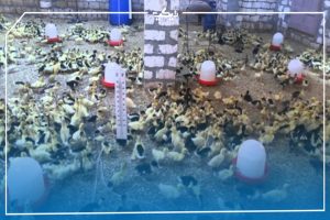 مشروع تربية البط المسكوفي في البيت