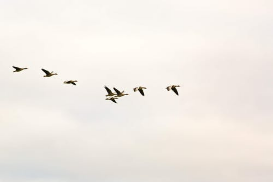 مجموعات طيور 