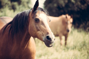 الخيل والصديق
