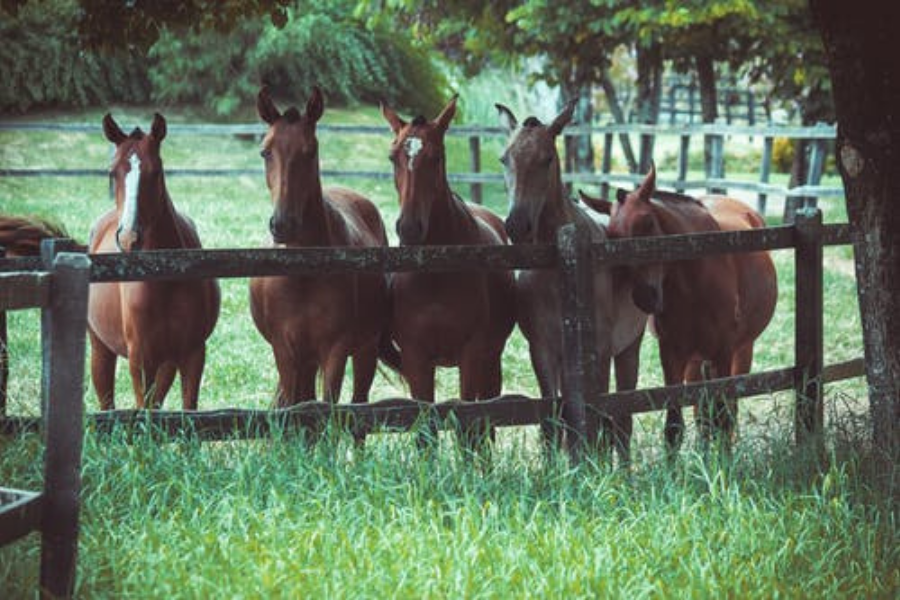 خيل داخل مزرعة