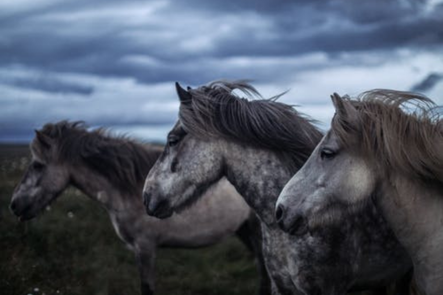 صور الخيل  - خلفيات خيول روعة