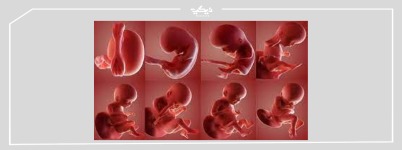 مراحل تكون الجنين داخل الرحم بالأسابيع