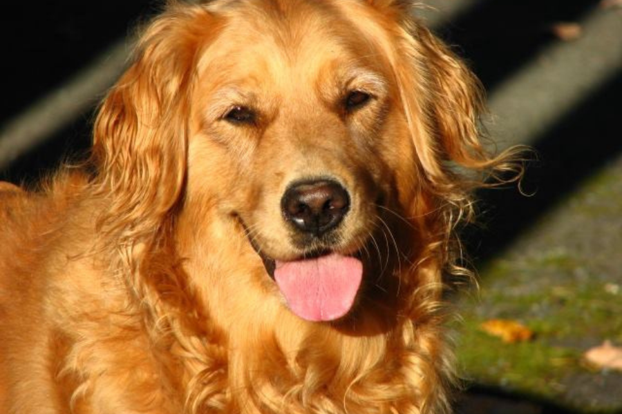 كلب جولدن ريتريفر – لماذا يصنف بأنه أكثر فئة الكلاب الودودة في ‏العالم