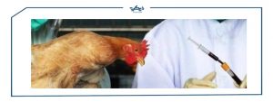 متى ظهرت إنفلونزا الطيور