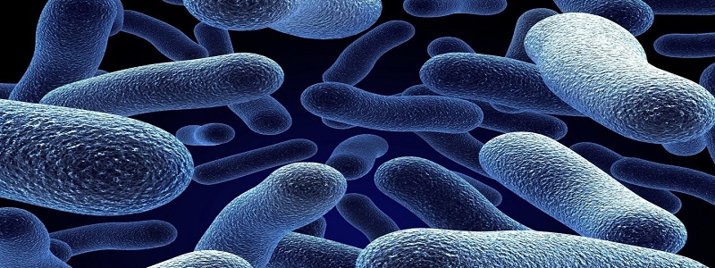 ما هي البكتيريا؟ وكيف تؤثر على الإنسان؟