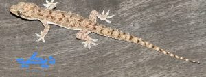 تفسير رؤية البرص في المنام للعزباء