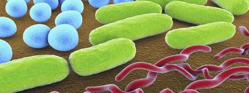 أنواع البكتيريا وتأثيرها على الإنسان