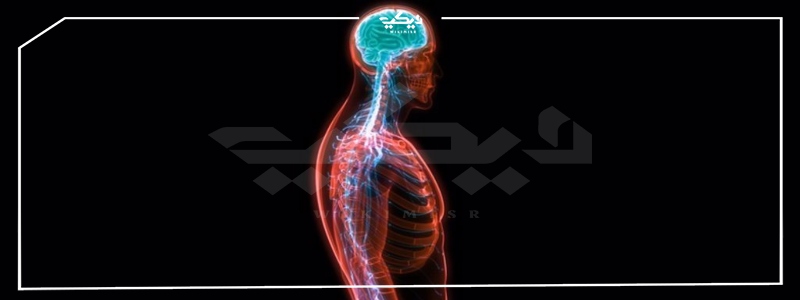 مكونات الجهاز العصبي في جسد الإنسان 