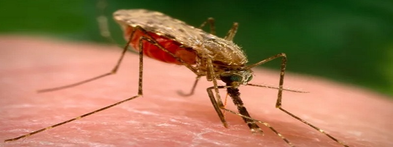 ما هو مرض الملاريا وكيف نحمى نفسك من الإصابة به؟