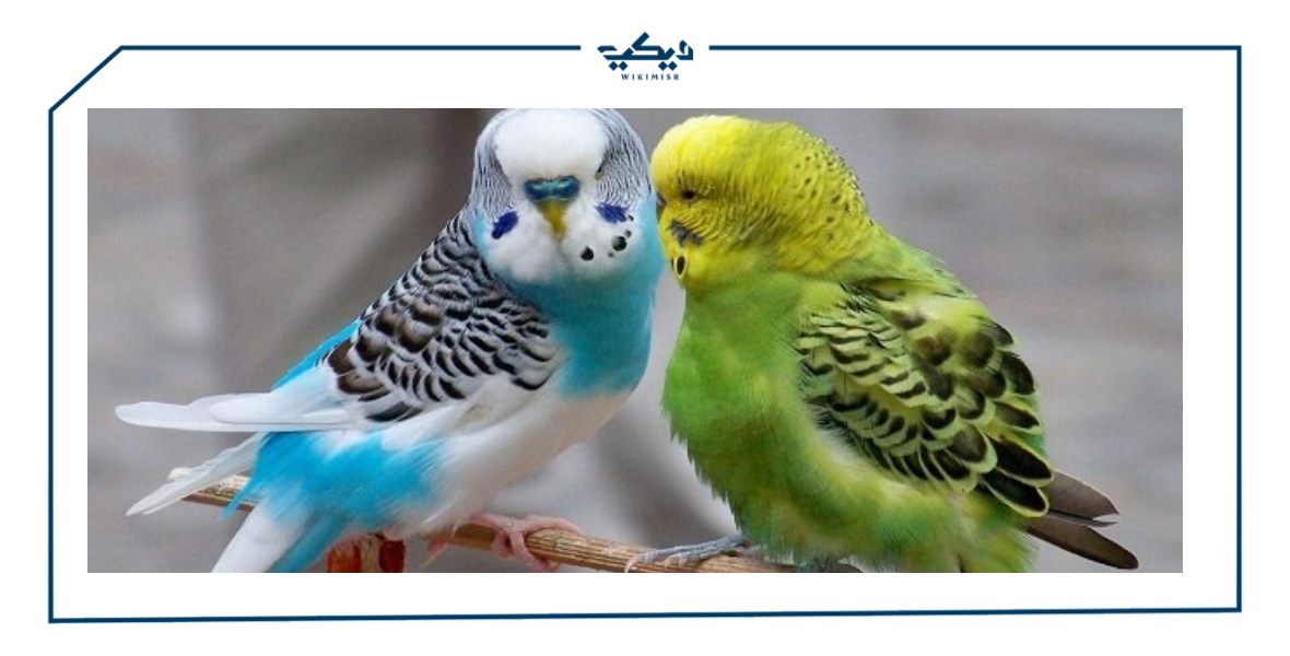 أنواع العصافير الملونة وكيفية الاعتناء بها وأسعارها