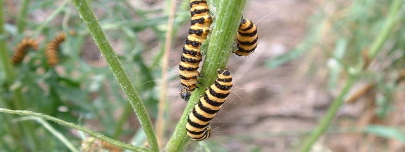 تفسير رؤية الدود في المنام ودلالاته