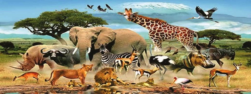 أنواع وتصنيف الحيوانات وتنوع سلوكها