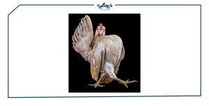 صور فراخ مضحكة