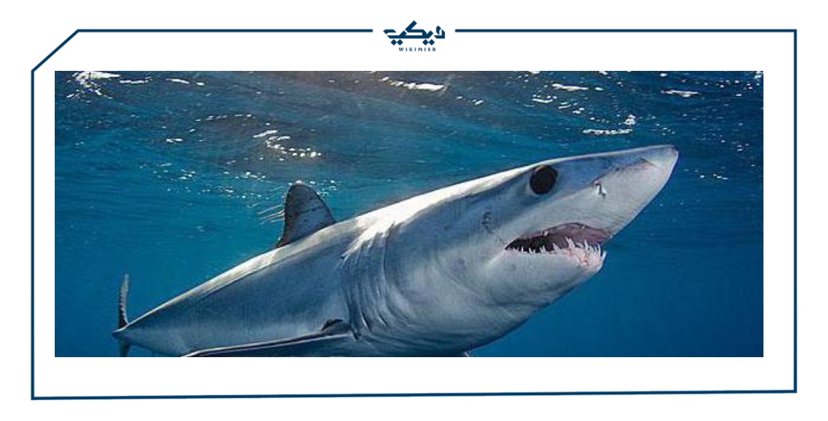 ما هو سمك القرش وكيف يتكاثر وما هي أنواعه ؟