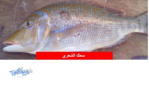 سمك الشعري 