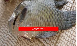 سمك الطرباني 