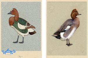 من رسومات كارتر في بني حسن
